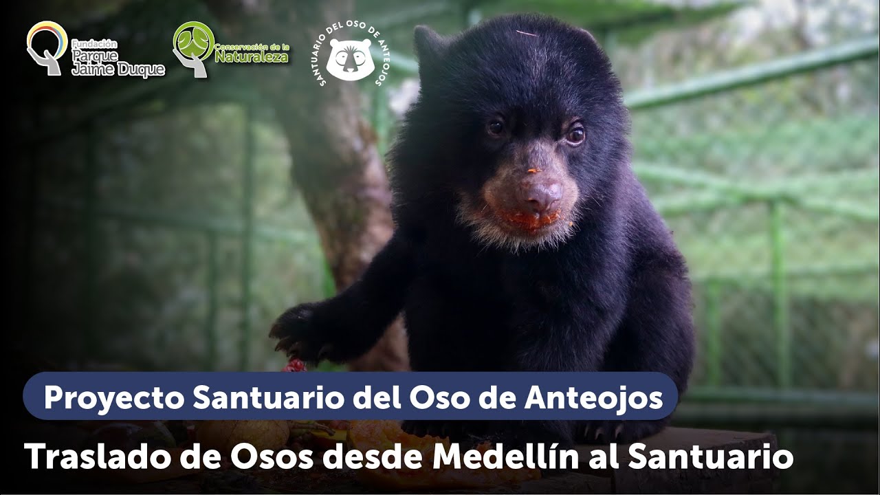 Traslados osos de Medellín al Santuario #FundaciónParqueJaimeDuque #SoyGuardiandelOso