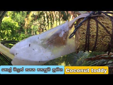 Download pol mal kapima - coconut toddy | live village- coconut arrack