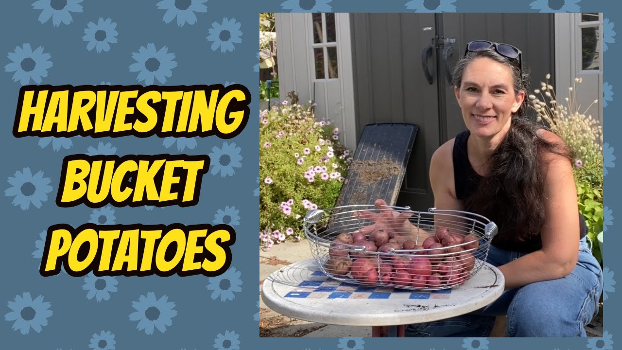 Why Grow Potatoes in Pots YouTube