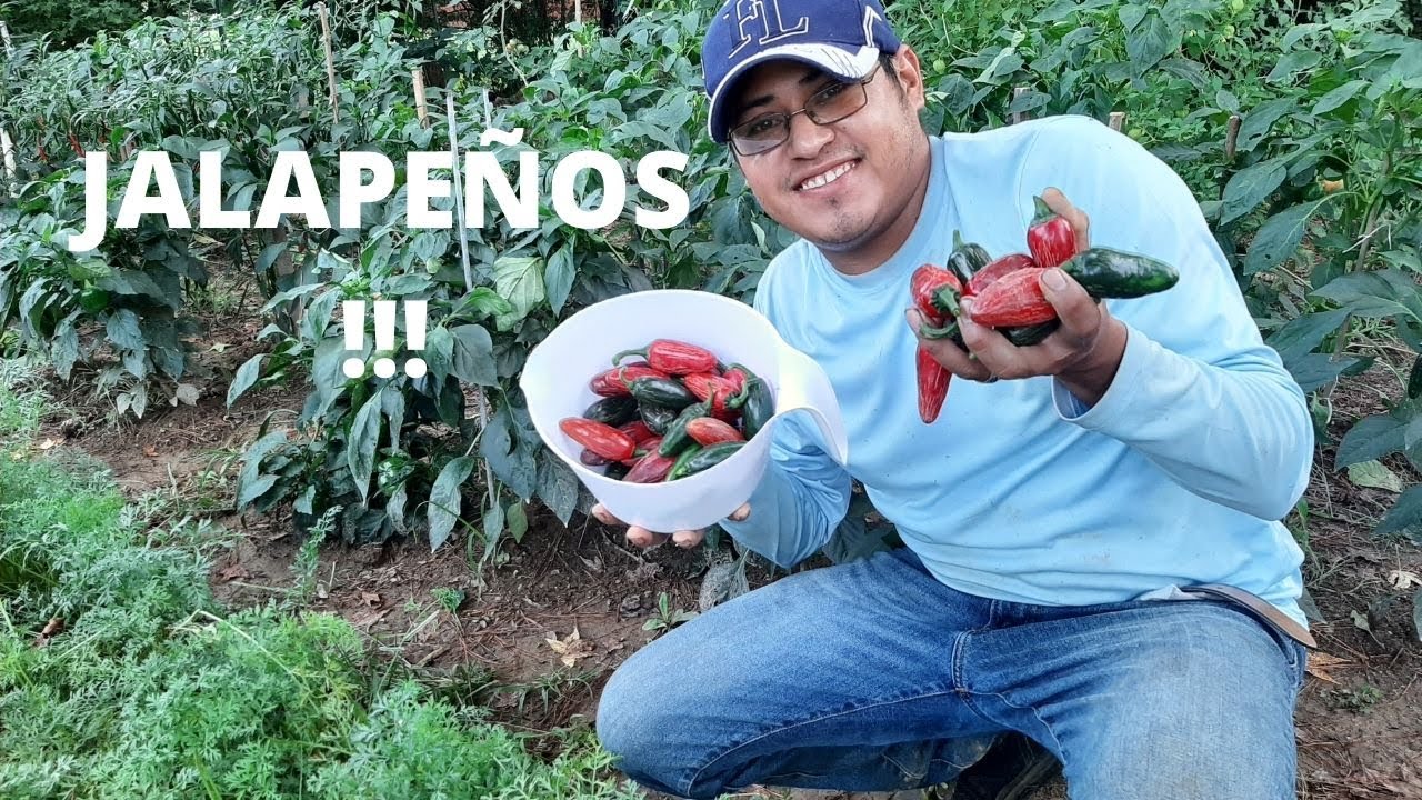 Jalapeño! Cosecha y Cuidados!!!