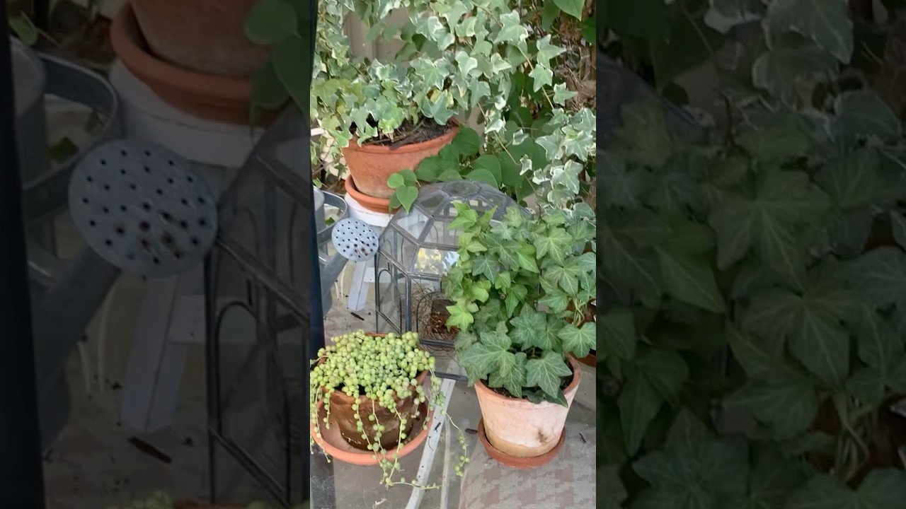 Ivy Topiaries & String of Pearls 