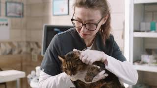 Pre Existing Conditions in Cat Insurance What You Must Know