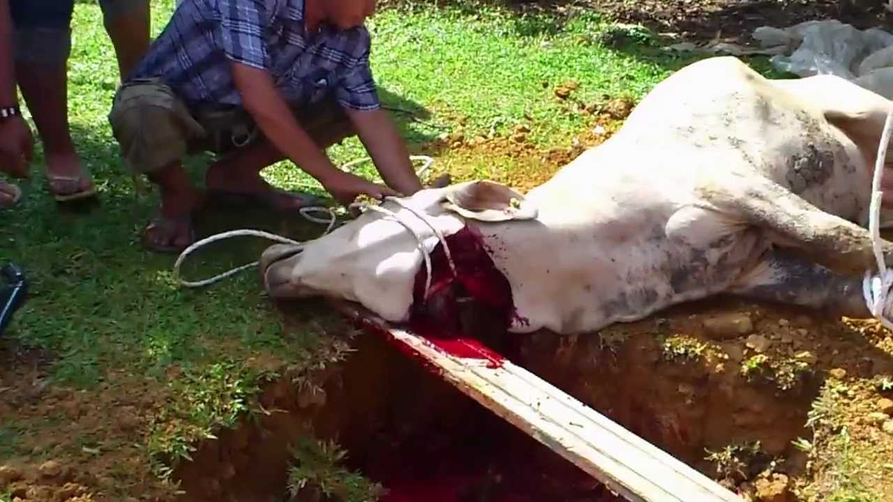 Lembu takbir ketika korban - YouTube