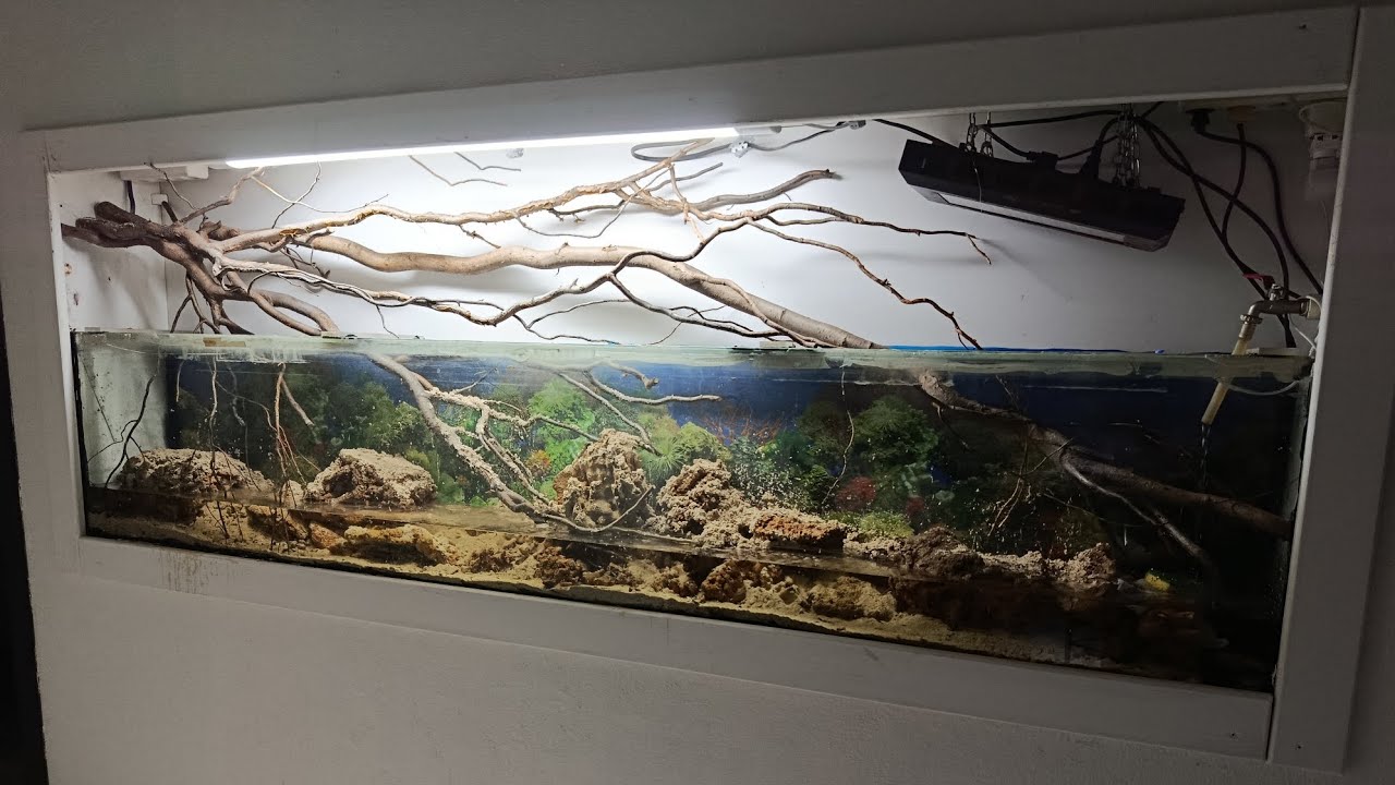 Аквариум запуск ❤️3 день ❤️20.11.25 Тюмень