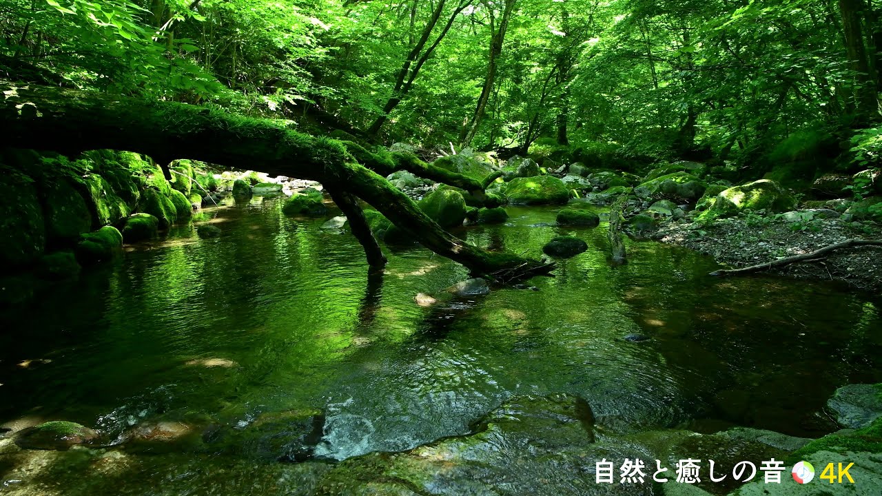 【自然の音】緑の森林と川のせせらぎ、癒し、睡眠、リラックス、作業用BGM/River Sound/Nature Sounds/ASMR/4K ...