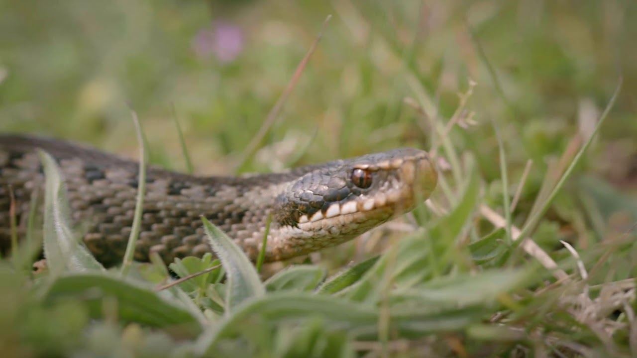 99 arter at se før du bliver voksen: HUGORM