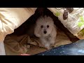 オモチャを破壊してコタツに隠れる犬　　PDS