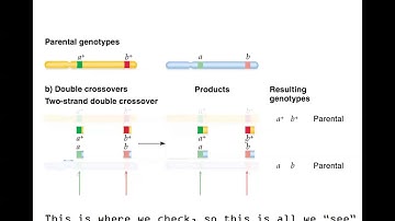 Genetic Mapping Part 2 - Recombination Frequencies and Two-Point Testcross