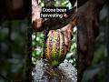 Cocoa bean harvesting🍫