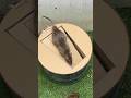 Best mouse trap idea/good rat trap at home #rattrap #rat #mousetrap #trap