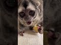 ヨザルのおばあちゃん40歳になりました♫#shorts #猿 #おばあちゃん
