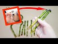 افضل شمع لتشميع عصا موسى طريقة اكثار عصا موسى How To Propagate Bamboo From Cuttings 