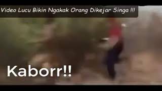 vidio lucu di kejar singa
