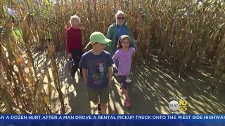 Corn Mazes Go High Tech This Halloween Season