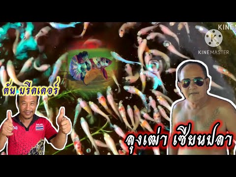 ลุงเฒ่าเซียนเลี้ยงปลากัดในโรง บลูมัสตาร์ท
