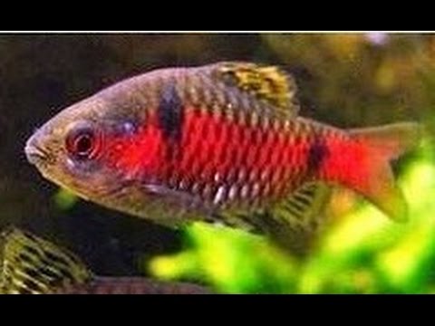 Puntius ticto (Ticto Barb, Алый барбус)