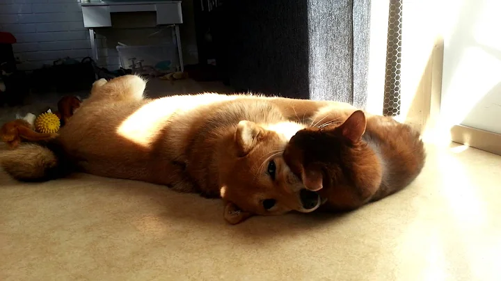 Video 323221: somali cat playing, best cat, cat old