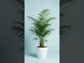 indoor plants #hindisong #song #love
