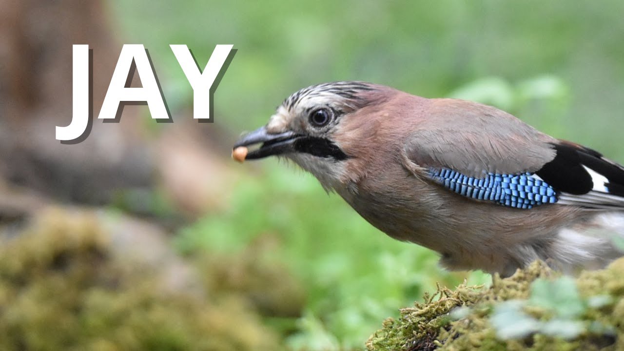 Jay - Danish Birds in 3 Minutes | Vilde Danmark