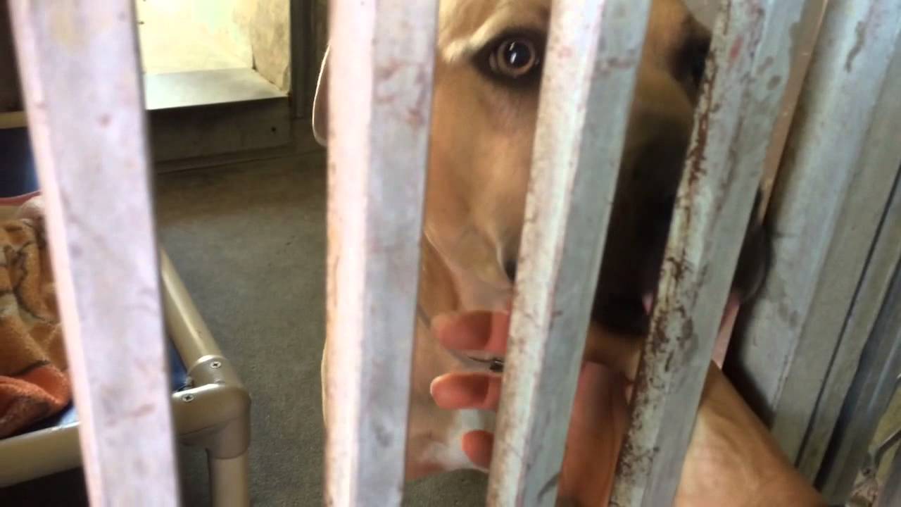 A4752573 BP - Chestnut Candy