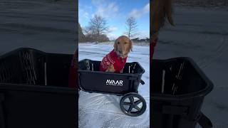 Download Lagu Beach days with Lou 🤗. #Avaar #AvaarGOANYWHEREUtilityCart#GOANYWHEREwithAvaar#beachdaywithdogs MP3