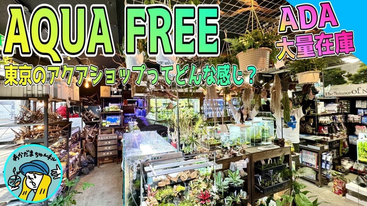 ADA 雲山石XL ADA取扱店購入 ADA - アクアデザインアマノ