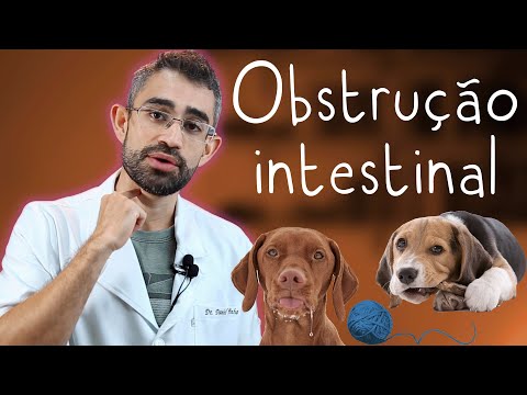 Vídeo: Como tratar os pontos quentes do seu cão em casa sem um veterinário