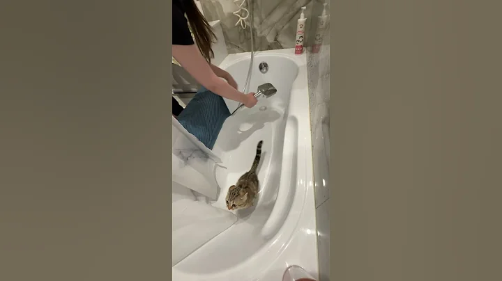 Watch the video about Couple Tries to Film Kitten’s Bath but Shampoo Rack Falls Into Tub