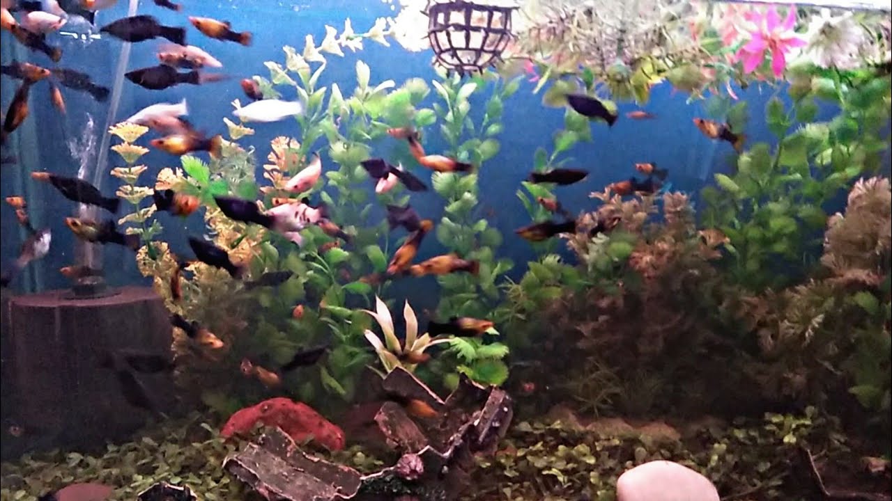 Feeding To My Molly Fish Colony YouTube