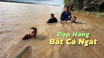 Đạp hang bắt Cá Ngát về nấu canh chua & kho tộ ăn cơm nó ngon thì thôi luôn | Cù Lao Dung Vlogs