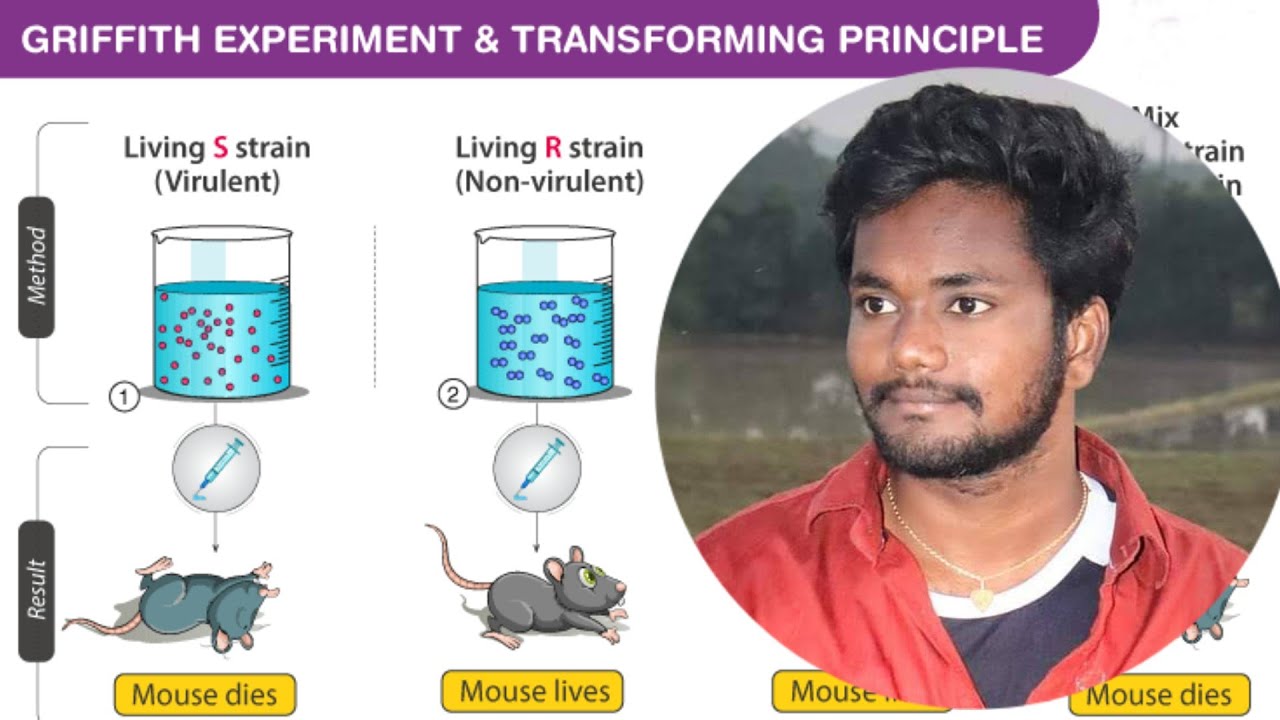 Griffith's  Experiment Telugu Explanation  #bacteria #transformation #biology #youtube #telugu #rat