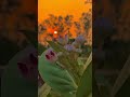 Subscribe 🙏🏻 Like🙏🏻 #shorts #photography #love #shortsbreak #shortsfeed #viral #nature #photo