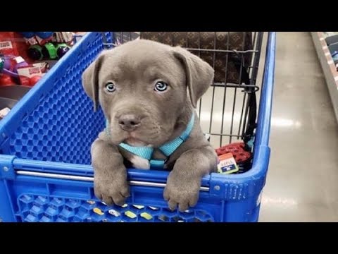 funniest-&-cutest-pitbull-puppies-#2---funny-puppy-videos-2019