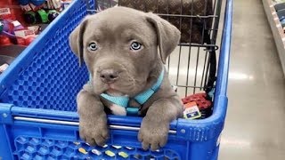 Funniest \& Cutest Pitbull Puppies #2 - Funny Puppy Videos 2019