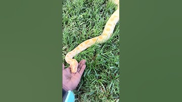 BURMESE Python handling outside #filmora #burmesepythons #snake