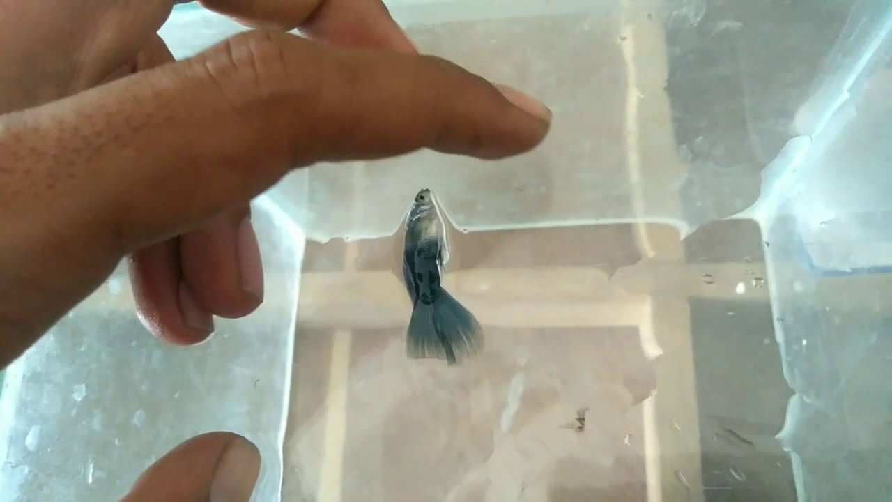 Cara mengobati penyakit fin / tail rot pada ikan guppy