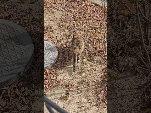 그릇에 주니 안먹어서 던져 줌 #고양이 #길고양이 #cat #shorts