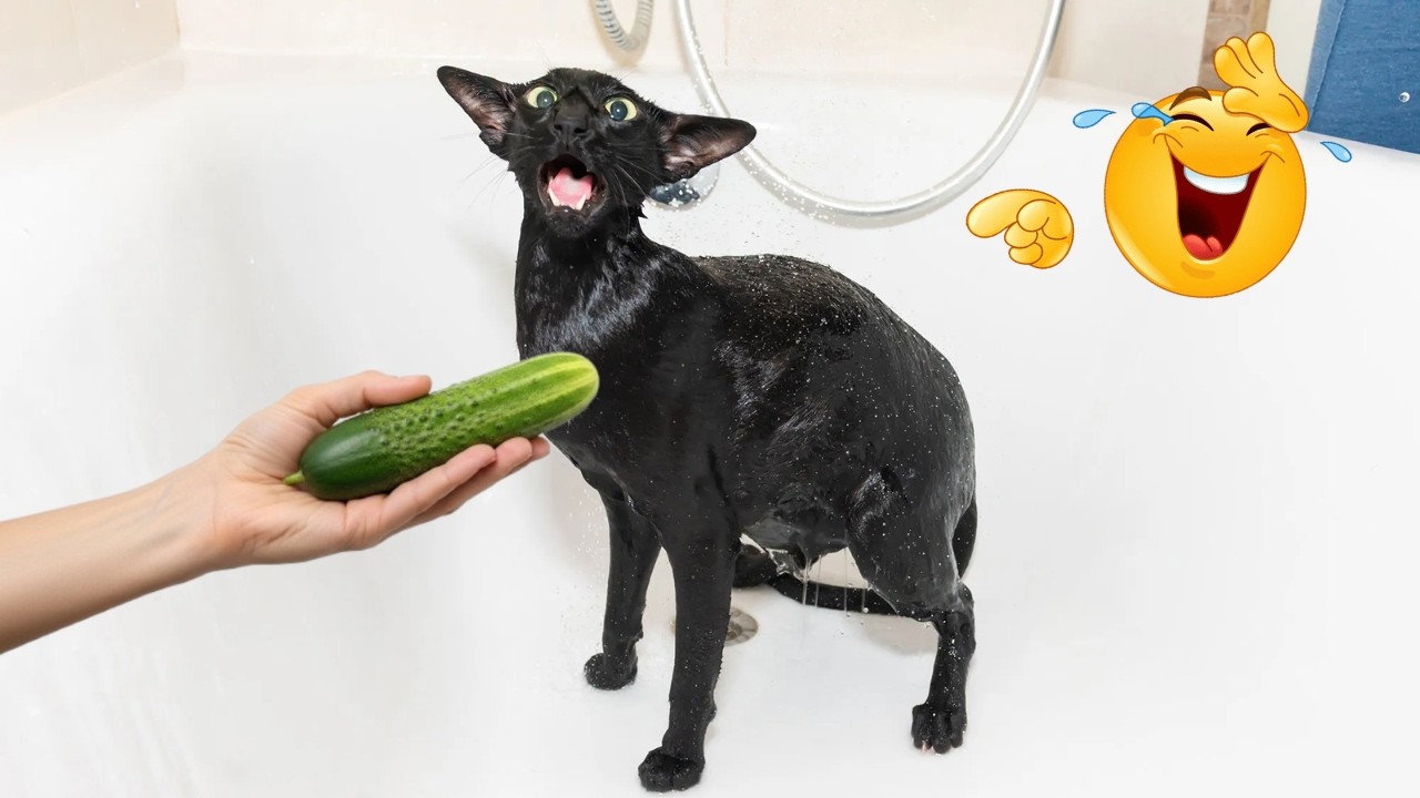 You Will Die Laughing At These Funny Pets 🤣 Funny Animals Video #funny #animals #petlover #cat #dog