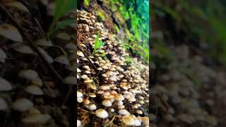 Download Lagu Semoga rindu ini menghilang.... MP3