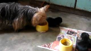 MVI_4391.avi