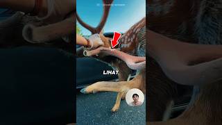 Fakta Menarik Rusa Kutub #animals #shorts