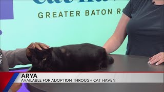 Whisker Wednesday - Meet Arya, A Sweet Cat Up For Adoption