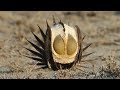 The Dance Of The Sage Grouse