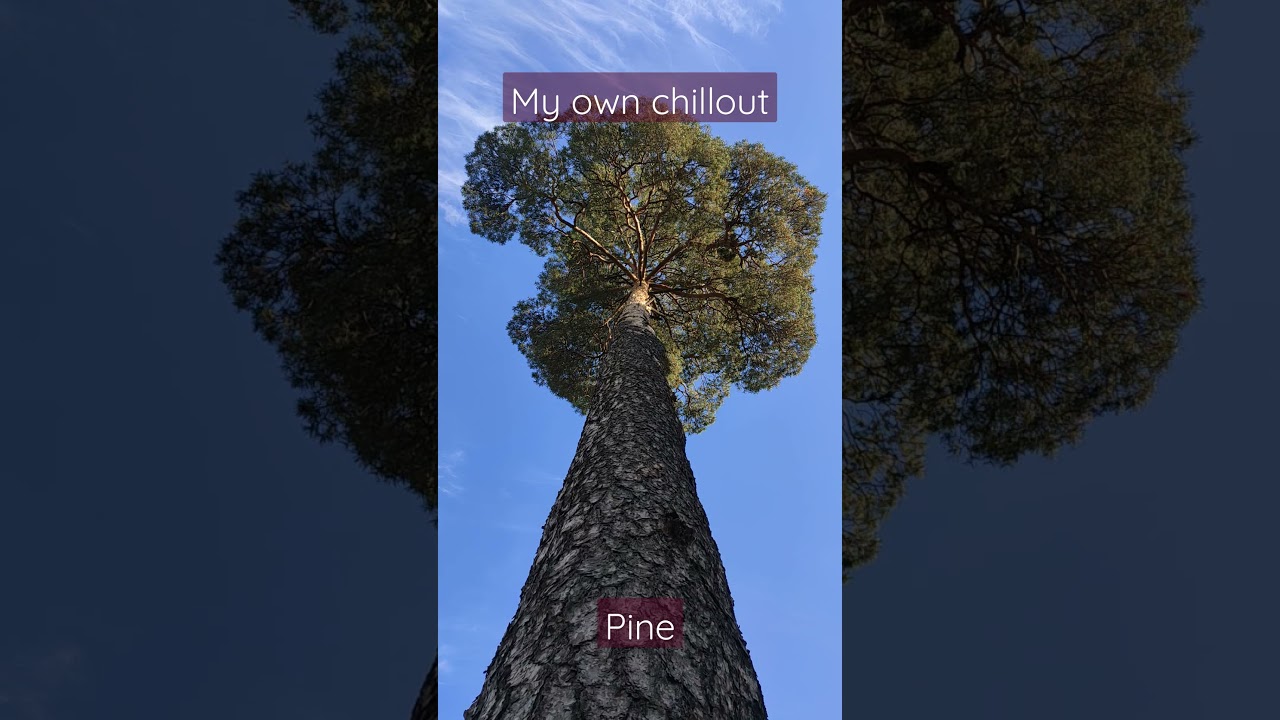 Watch Pine tree in Moscow park | Beautiful Majestic PINE on YouTube Watch Pine tree in Moscow park | Beautiful Majestic PINE on YouTube