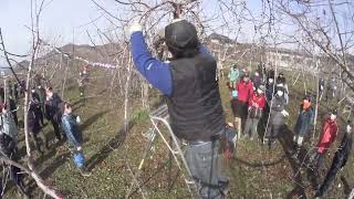 20230106長野県果樹研究会リンゴ部会1340～普通樹剪定交流会