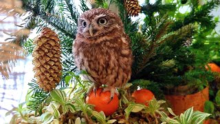 The Little Owl Luchik is shaking the fir tree. Is there not enough needles in the owl's belly?