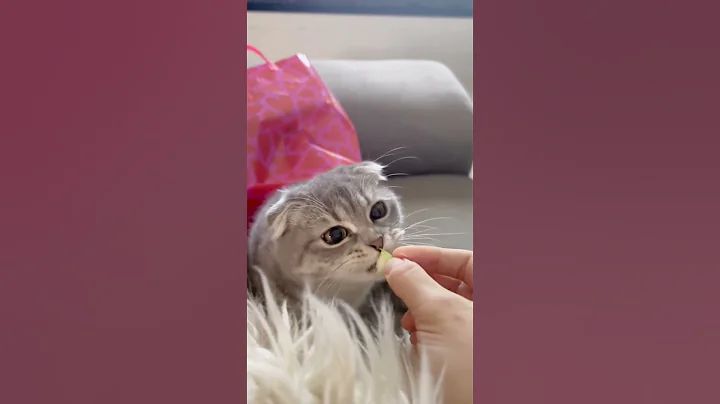 Video 9106891: scottish fold baby kittens, cute scottish fold kitten, lovely scottish fold, cute cat food funny, cute kitten eating