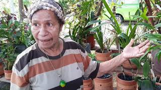 Chatting About Papuas Original Orchid Collection With Ornamental Plant Lovers