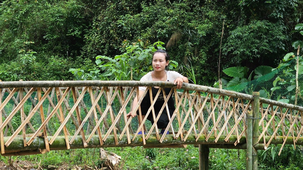 Complete my 10m long bridge - Get grass for the pigs and feed them l LY THI SAI