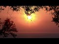 مجانا، الغروب، فروع الشجرة، البحر، الأفق  Hd